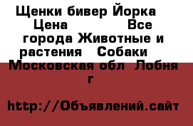 Щенки бивер Йорка  › Цена ­ 30 000 - Все города Животные и растения » Собаки   . Московская обл.,Лобня г.